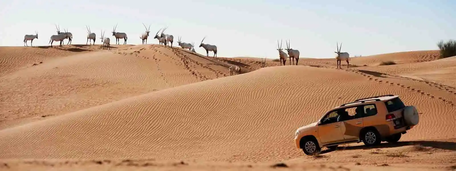 Al Maha, A Luxury Collection Desert Resort-1